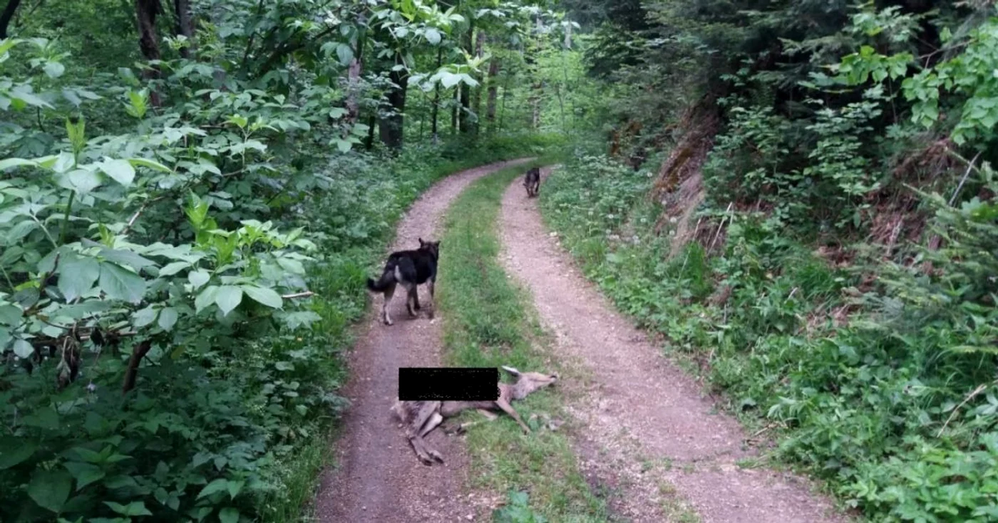 Caprioara sfartecata de haitele de câini FOTO WILD CS