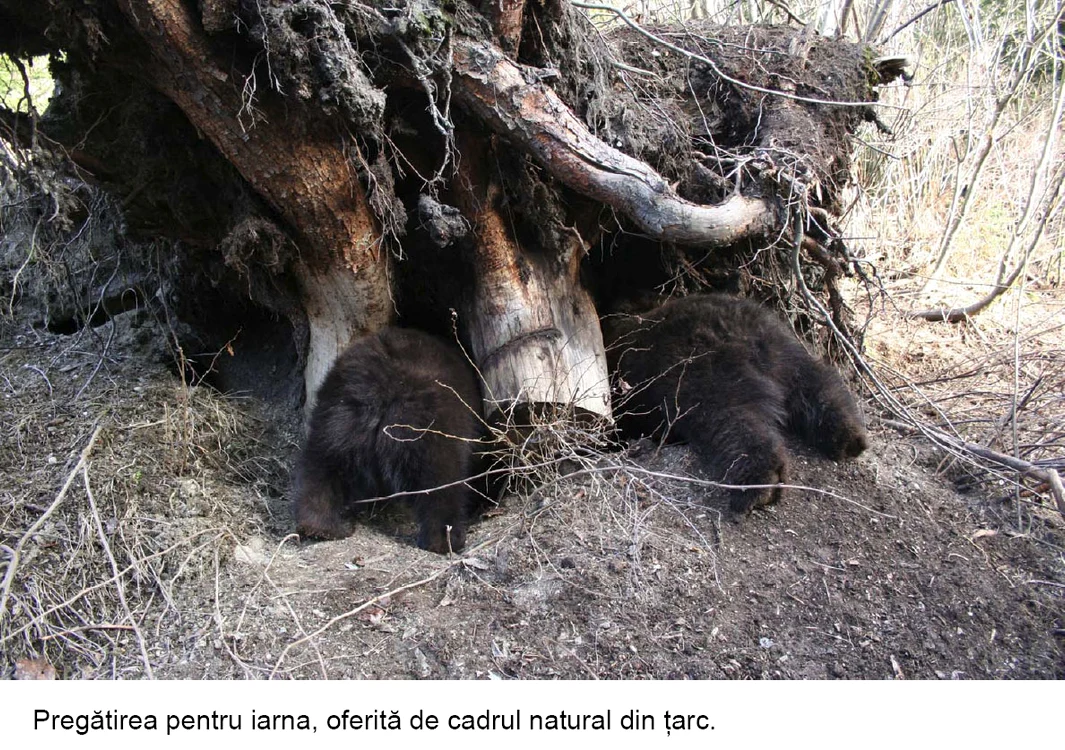 Puii au fost găsiţi rătăcind prin pădure sau în gospodăriile localnicilor