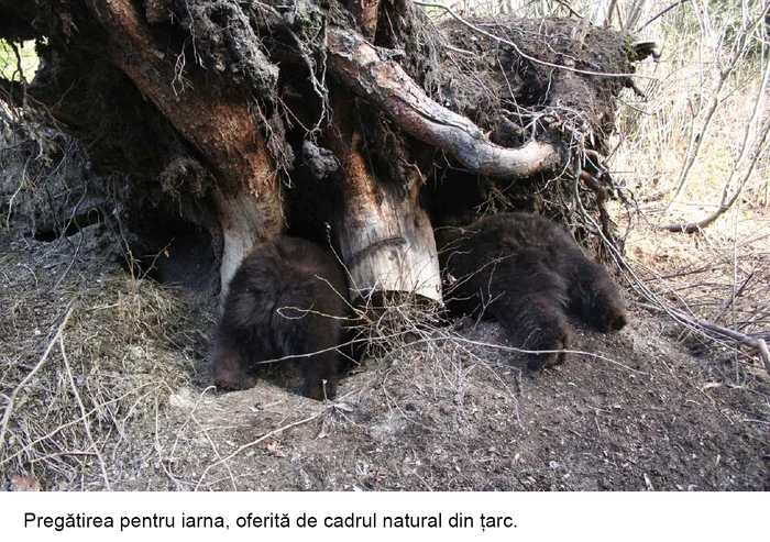 Puii au fost găsiţi rătăcind prin pădure sau în gospodăriile localnicilor