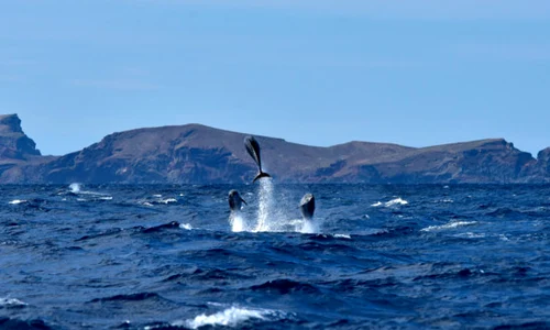 madeira mare delfini jpeg