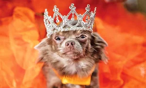 Titlul de regină i a revenit unei simpatice chihuahua jpeg