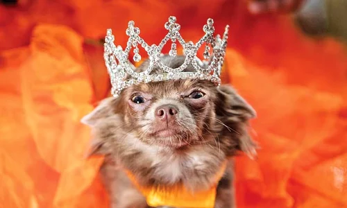 Titlul de regină i a revenit unei simpatice chihuahua jpeg