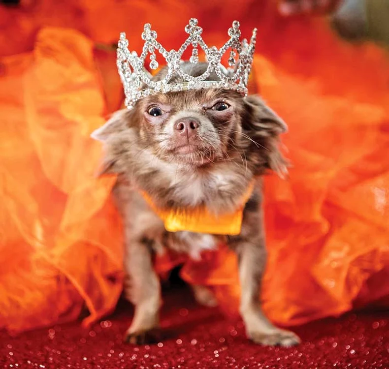 Titlul de regină i-a revenit unei simpatice chihuahua