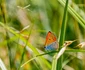 Lycaena dispar, Foto Parcul Natural Grădiștea Muncelului Cioclovina 4 jpg