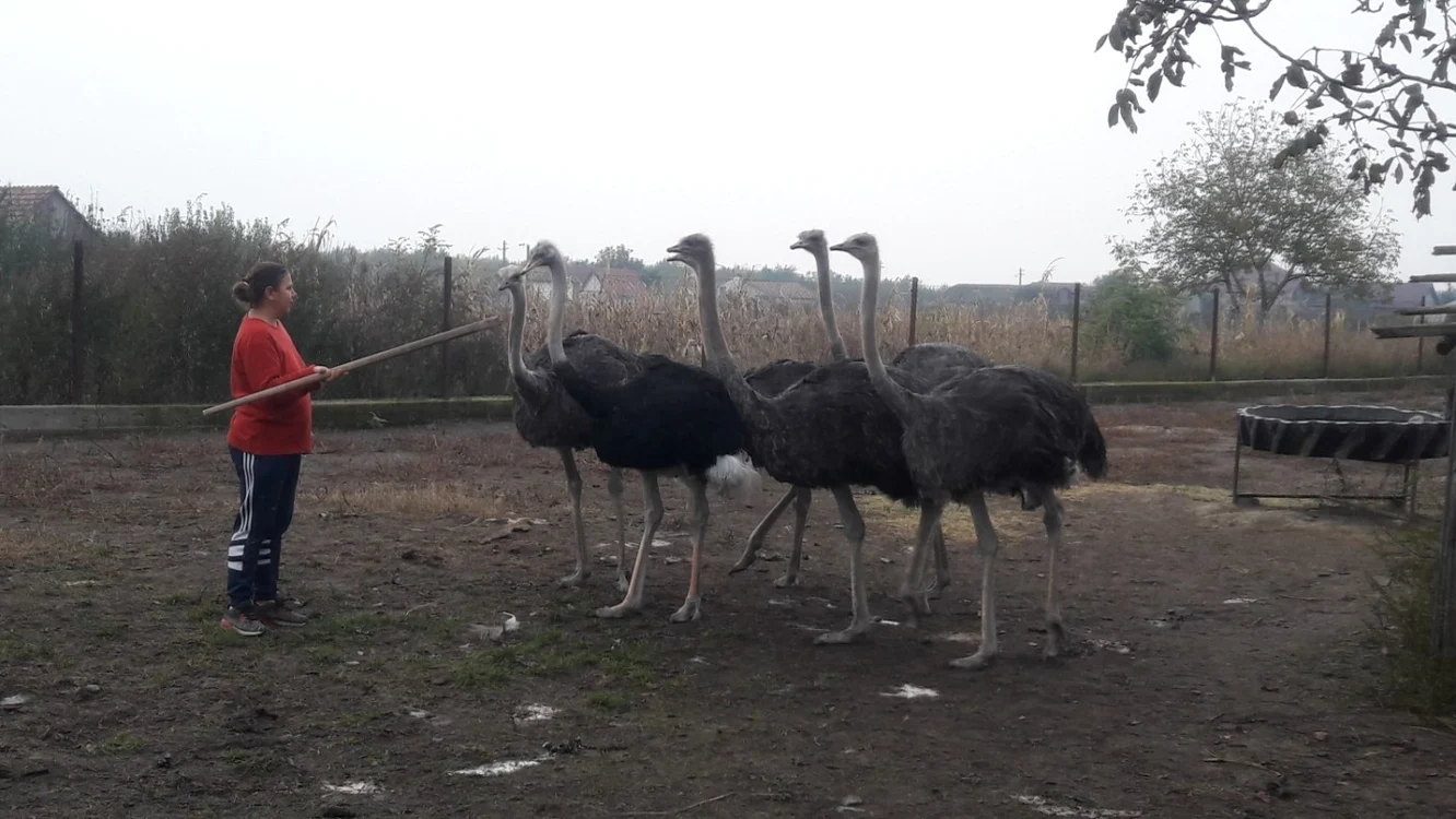 Ferma de struţi de la Iohanisfeld FOTO Ş.Both