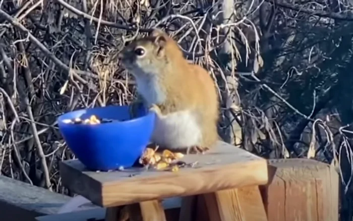 Veveriţă turmentată după ce a mâncat pere fermentate FOTO captură video/The Sun