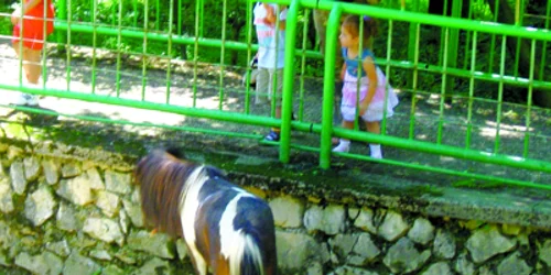 Resita: Poneii Ilie, Puiu şi Florea sunt scoşi la licitaţie