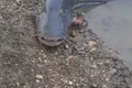 somn 2 metri raul mures salvat de jandarmi jpeg