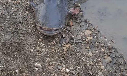 somn 2 metri raul mures salvat de jandarmi jpeg