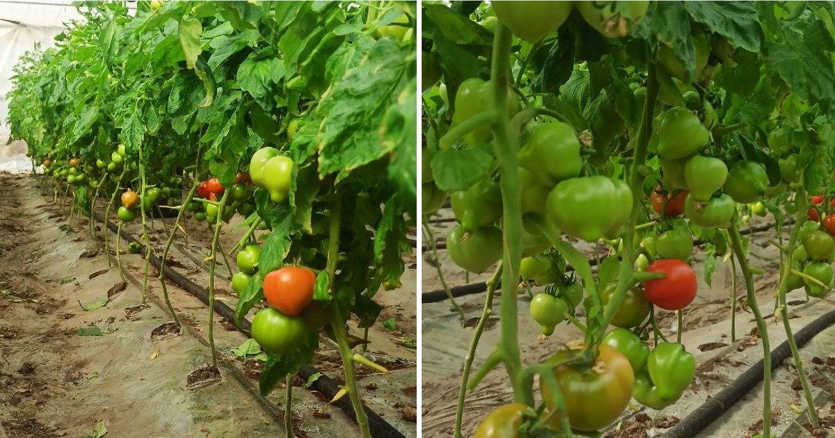 Prețuri exorbitante pentru roșiile oltenilor în următoarea perioadă de Paște