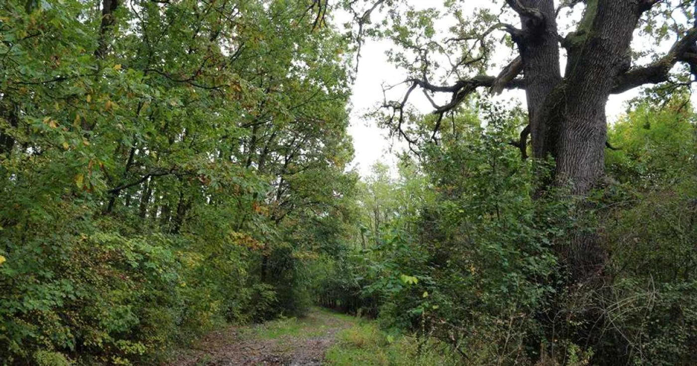 Stejarii din pădurea Hăţiş de la Stelnica au peste 300 de ani ani FOTO: Ocolul Silvic Feteşti