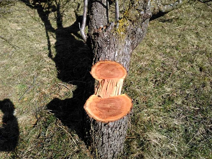 Livezi taiate de hoţi I.L. Caragiale