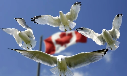 1 74012 original jpg jpeg