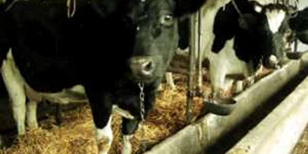 Crescătorii de animale trebuie să aibă calificarea necesară