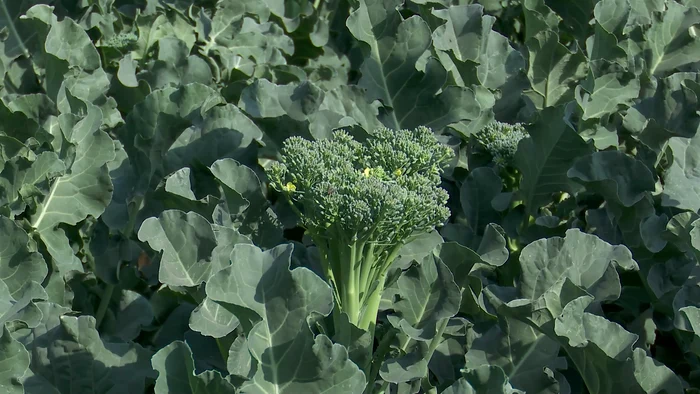 Cultură de broccolini FOTO I. Bunilă