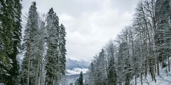 Meteorologii anunță vreme caldă și la munte  Zăpada va fi scumpă la vedere jpeg
