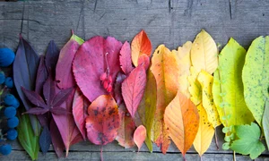 shutterstock 225335341 jpeg