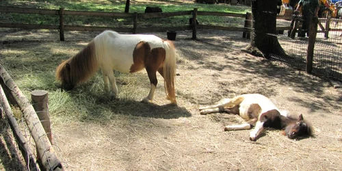 Poneiul a făcut pietre la rinichi din cauza pufuleţilor Foto