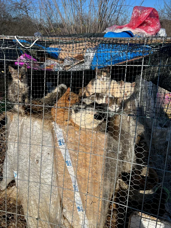25 de pisici au fost descoperite într-un singur țarc FOTO: IPJ Dolj