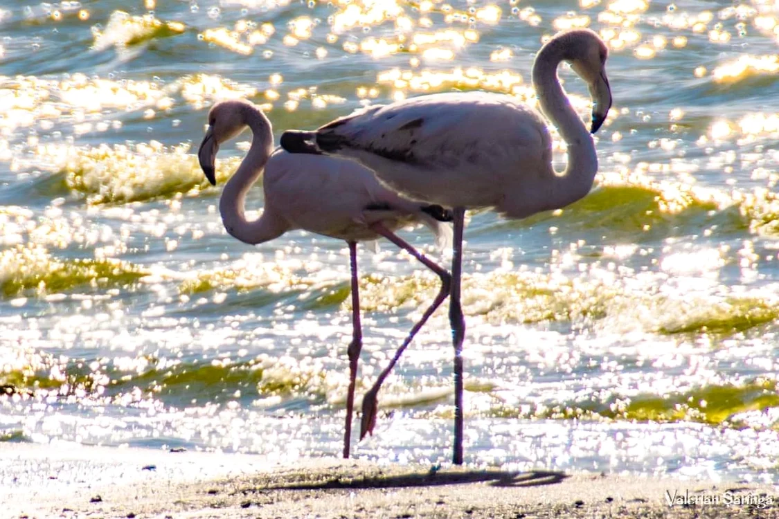 Flamingo pe Lacul Techirghiol SURSA Facebook / Valerian Șărînga