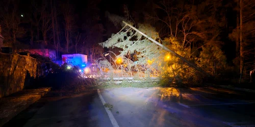 Copaci doborâți în Sinaia FOTO Facebook / Primaria Sinaia
