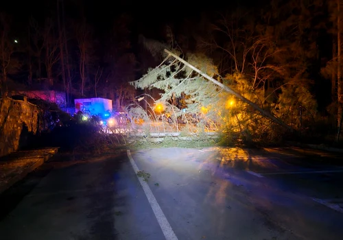 Copaci doborâți în Sinaia FOTO Facebook / Primaria Sinaia