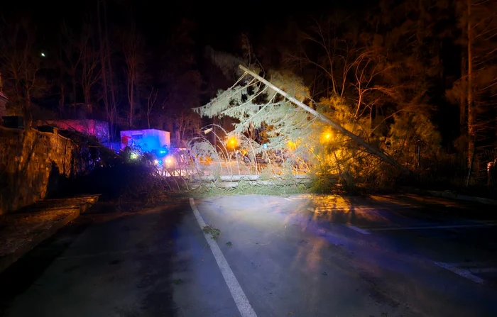 Vântul puternic a doborât mai mulți arbori și stâlpi în Sinaia. Cod portocaliu valabil până luni