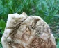 Hexacoral de 150 milioane de ani în Parcul Național Buila Vânturarița din Vâlcea Foto Oltenia de sub Munte geoparc aspirant UNESCO jpg