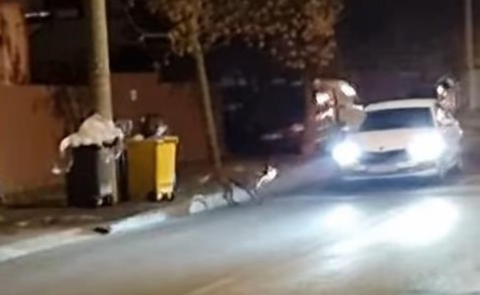 Thor, un câine care vânează maşini, a băgat spaima în clujeni. Cine e proprietarul lui