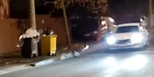câinele vânează maşini, captură video jpg