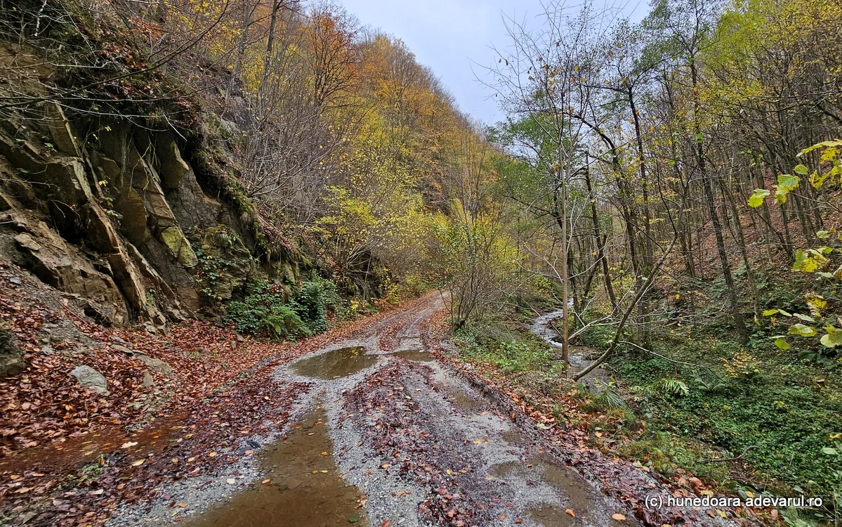 Drum de munte, pe Valea Sibișelului. Foto: Daniel Guță. ADEVĂRUL