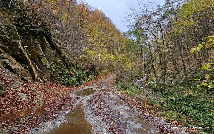 Drum de munte, pe Valea Sibișelului. Foto: Daniel Guță. ADEVĂRUL