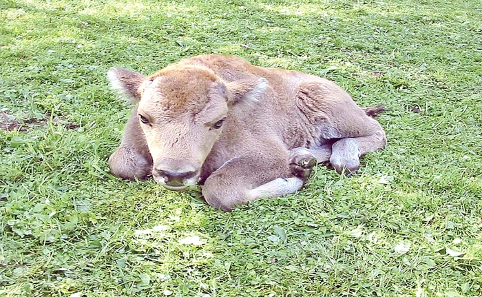 
    Roborn, cel mai  nou membru  al grupului  de erbivore   