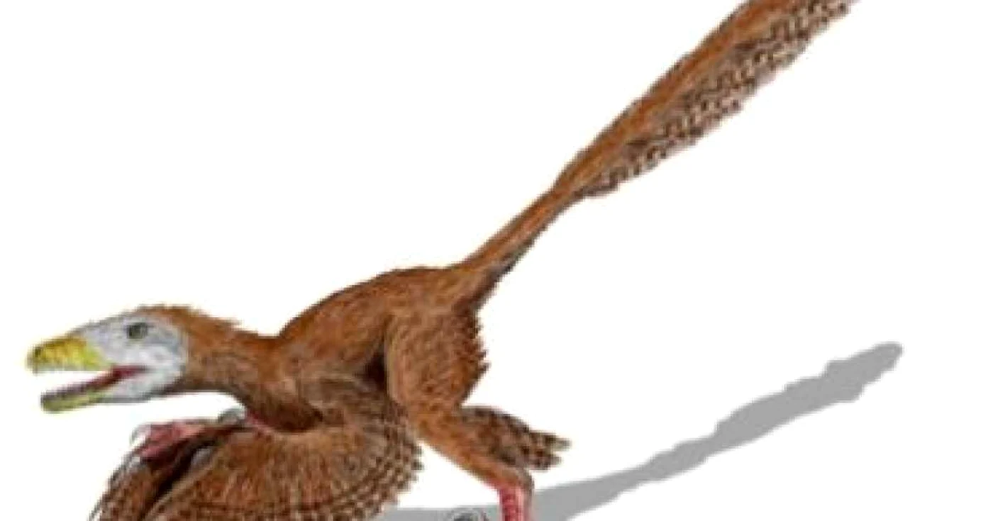 Un dinozaur cu pene şi patru aripi, descoperit în China
