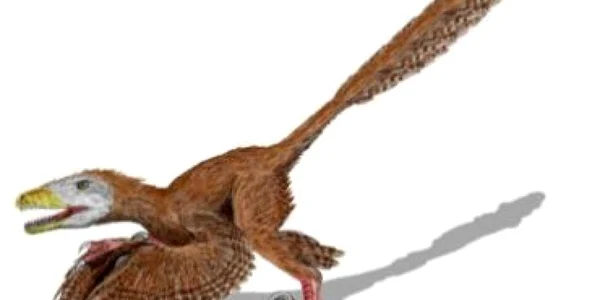 Un dinozaur cu pene şi patru aripi, descoperit în China