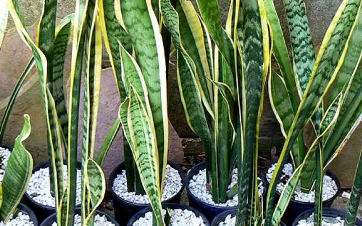 Plante care purifică aerul în casă - limba soacrei 