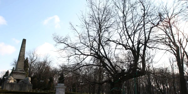 teiul lui eminescu