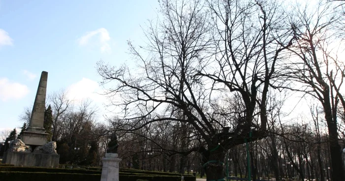 Teiul lui Eminescu din Parcul Copou FOTO Adevărul