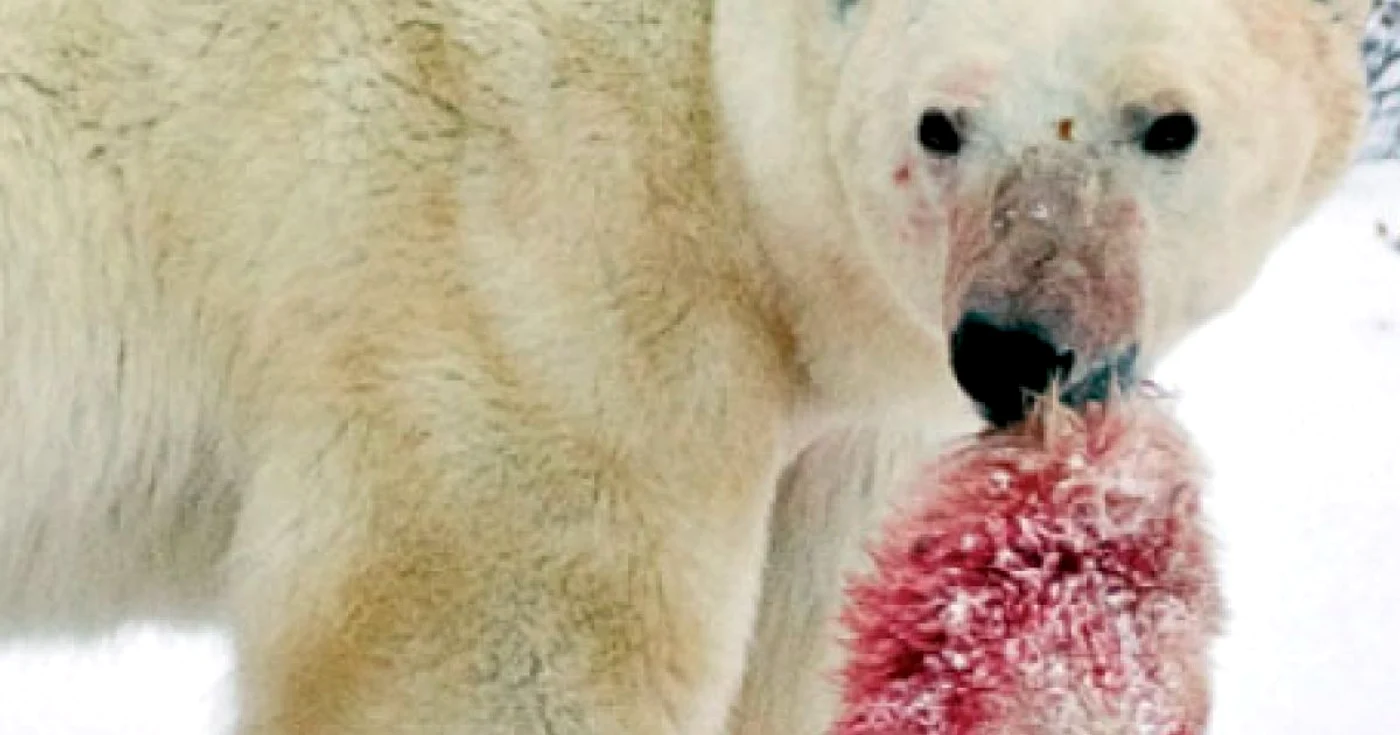Un urs polar mascul cară după el rămăşiţele unui pui de urs