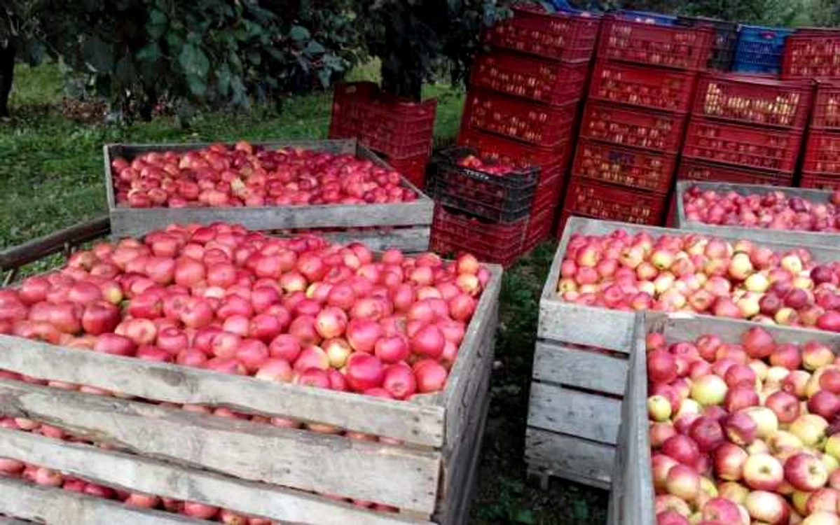 Circa 90% din exporturile de mere din Republica Moldova se fac în Federaţia Rusă FOTO Adevărul
