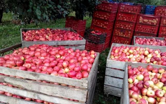 Circa 90% din exporturile de mere din Republica Moldova se fac în Federaţia Rusă FOTO Adevărul