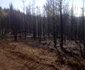 Incendiu de padure in judetul Suceava. FOTO