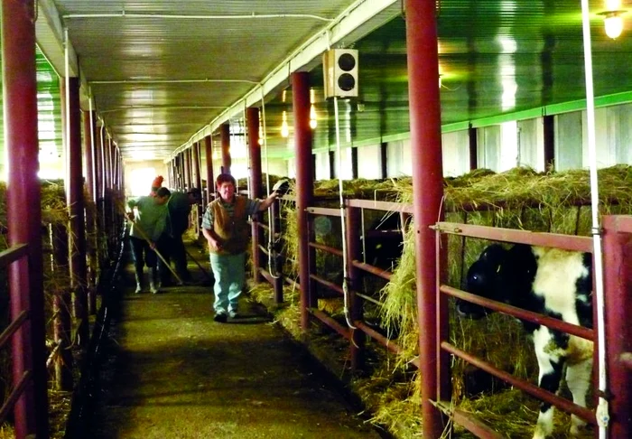 
    Italianul Gaetano Minneci a instalat în grajdurile fermei 26 de boxe prin care răsună muzică clasică  