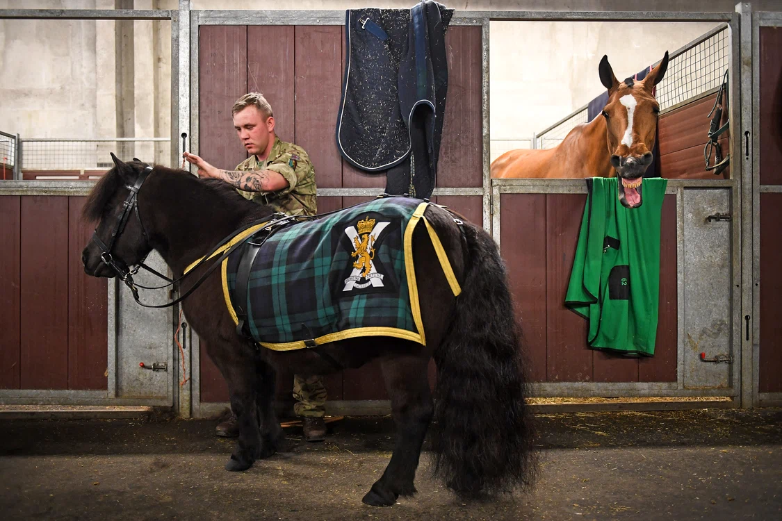 Cruachan the Shetland pony, Getty (1) jpg
