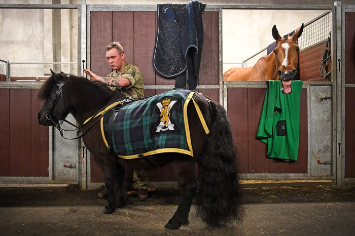 Cruachan the Shetland pony, Getty (1) jpg