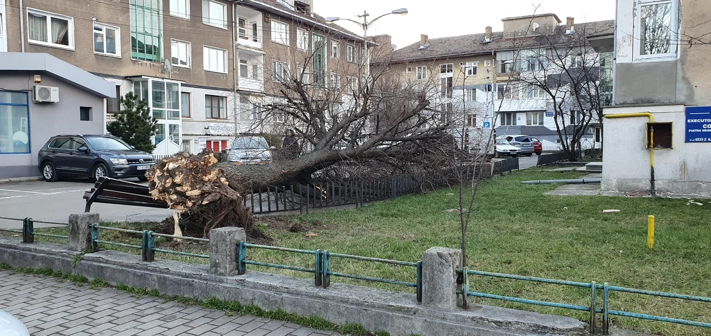 Copac doborât de rafale în Piatra Neamț FOTO Ciprian Răspopa