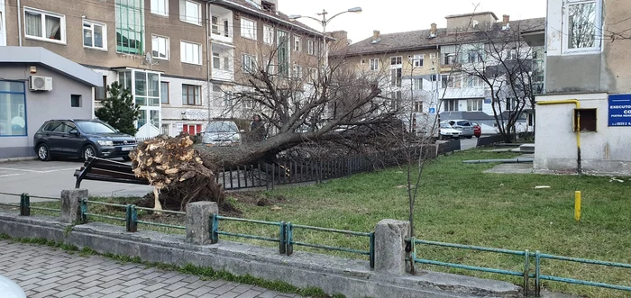 Copac doborât de rafale în Piatra Neamț FOTO Ciprian Răspopa