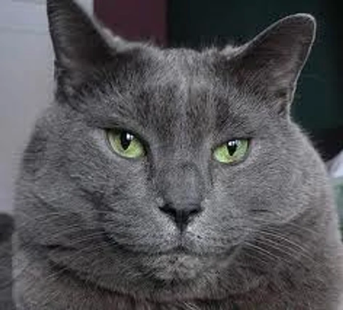 Pisica albastru de Rusia, una dintre cele mai graţioase feline