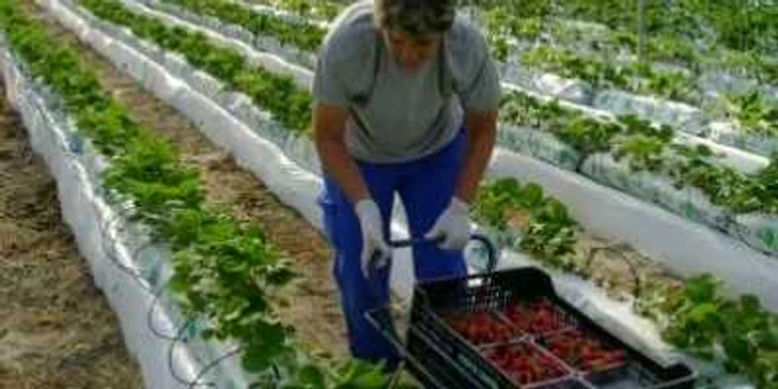 Femeile vor lucra la o temperatură foarte ridicată în serele de căpşuni