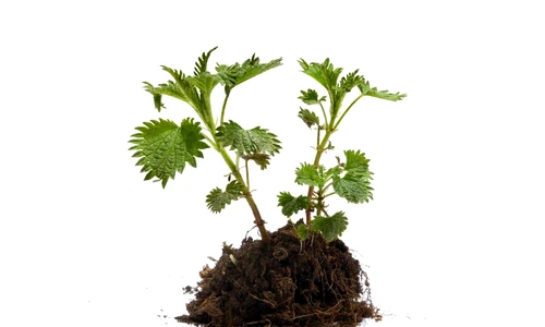 ceaiuri bune pentru splină jpeg